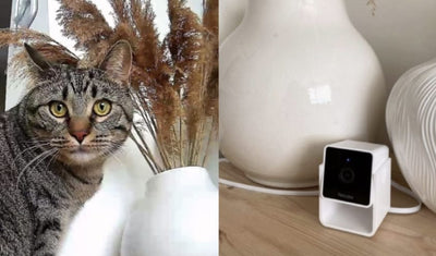 Perfect thing for spying on your purrfectfriends