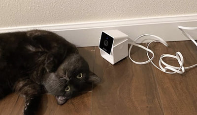 Must have for needy pets.
