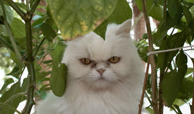 Sick Cat's Happy Return