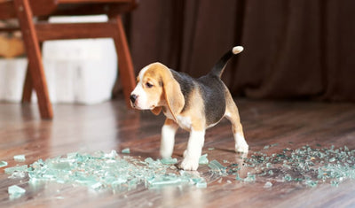 Broken glass emergency averted